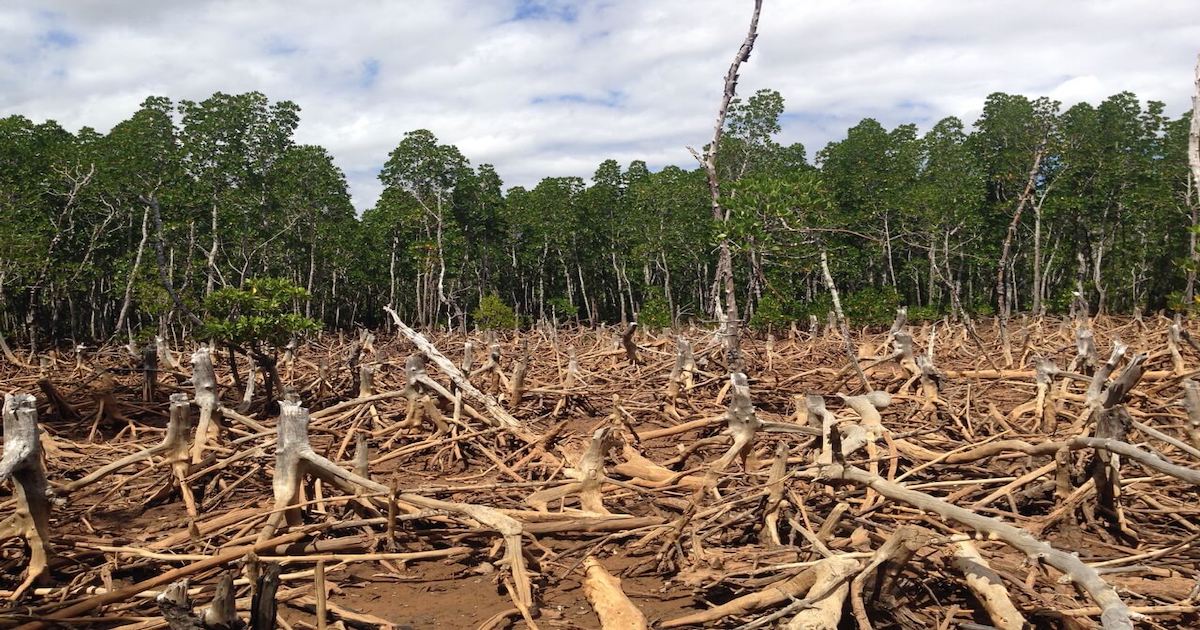 Physicians Link Deforestation to Rise in Respiratory Illnesses