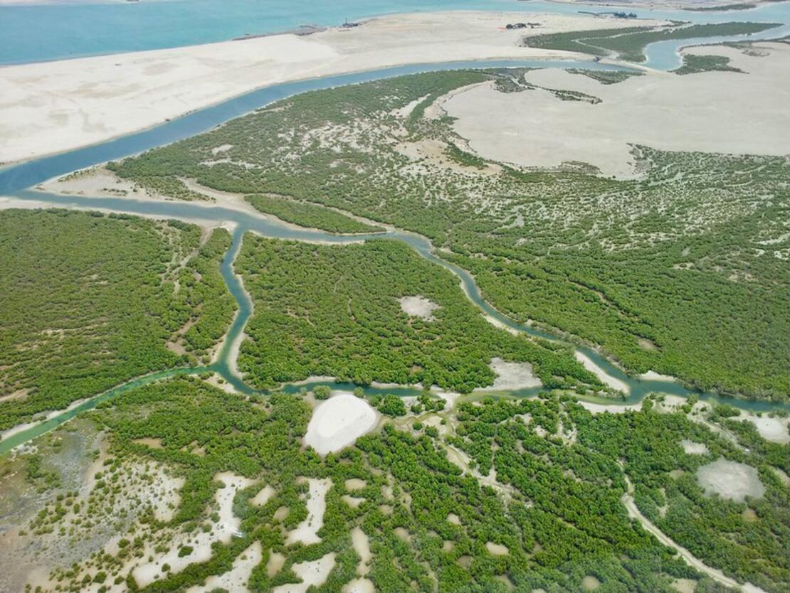 The Road to Cali: World leaders gather again for crucial biodiversity summit