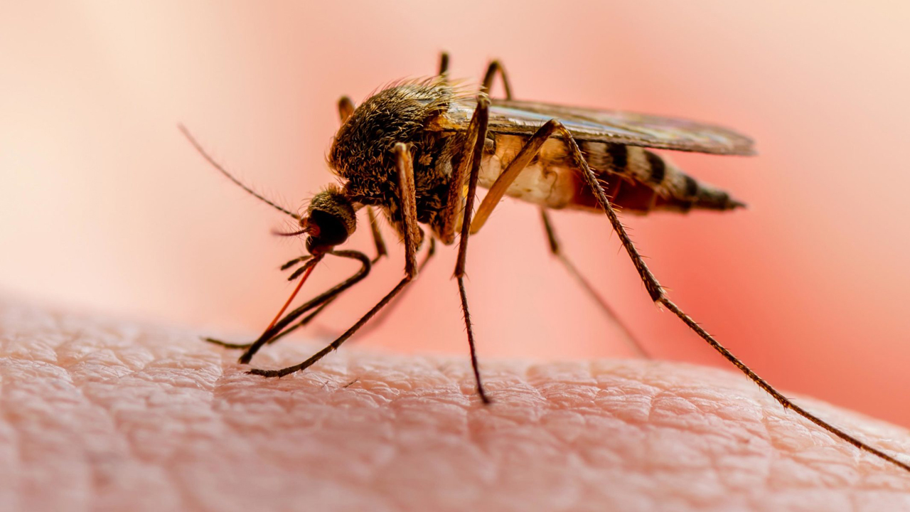 Impact of Climate Change on Malaria in Nigeria