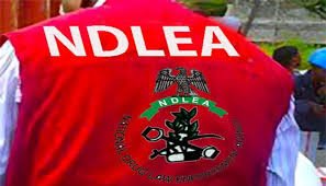 BREAKING 🇳🇬🚨: NDLEA Uncovers Drug Network in Kano Caves and Tunnels – 19 Arrested in Crackdown on Hidden Trafficking Hideouts.