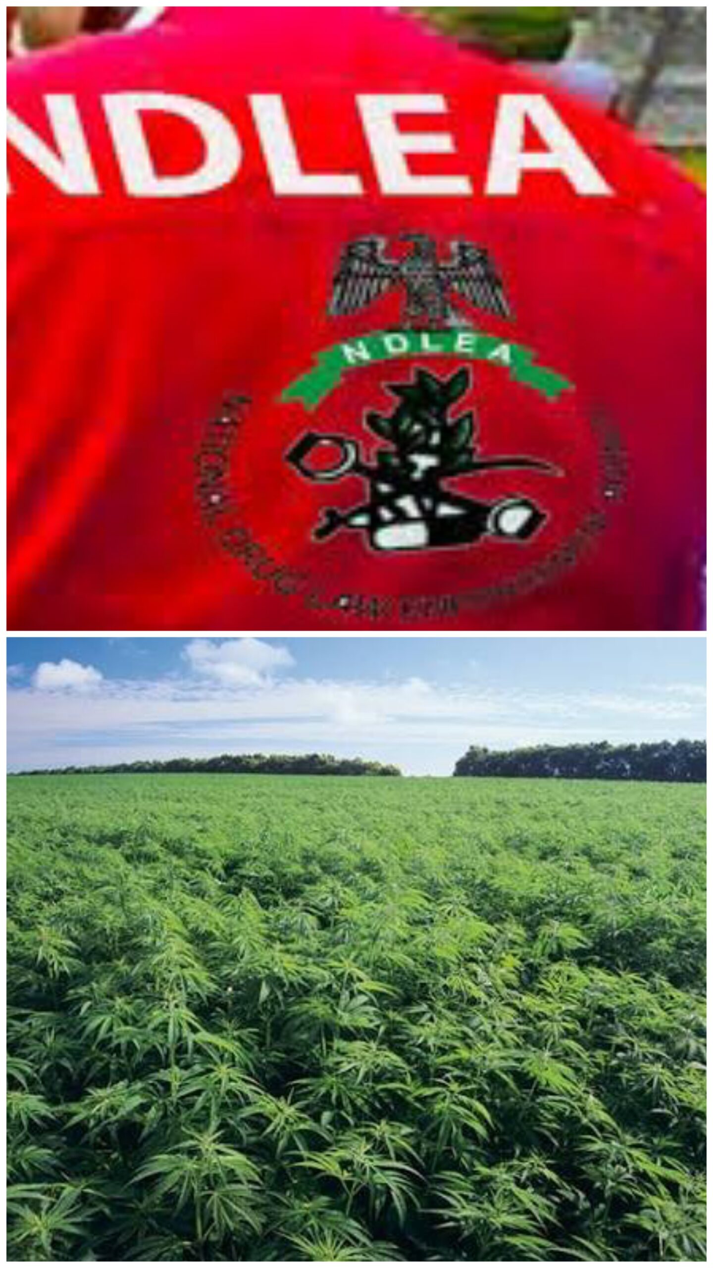 “We destroyed more than 51 hectares of cannabis sativa plantations and arrested 281 suspects involved in illicit drug trafficking, peddling and drug abuse over the past year.”