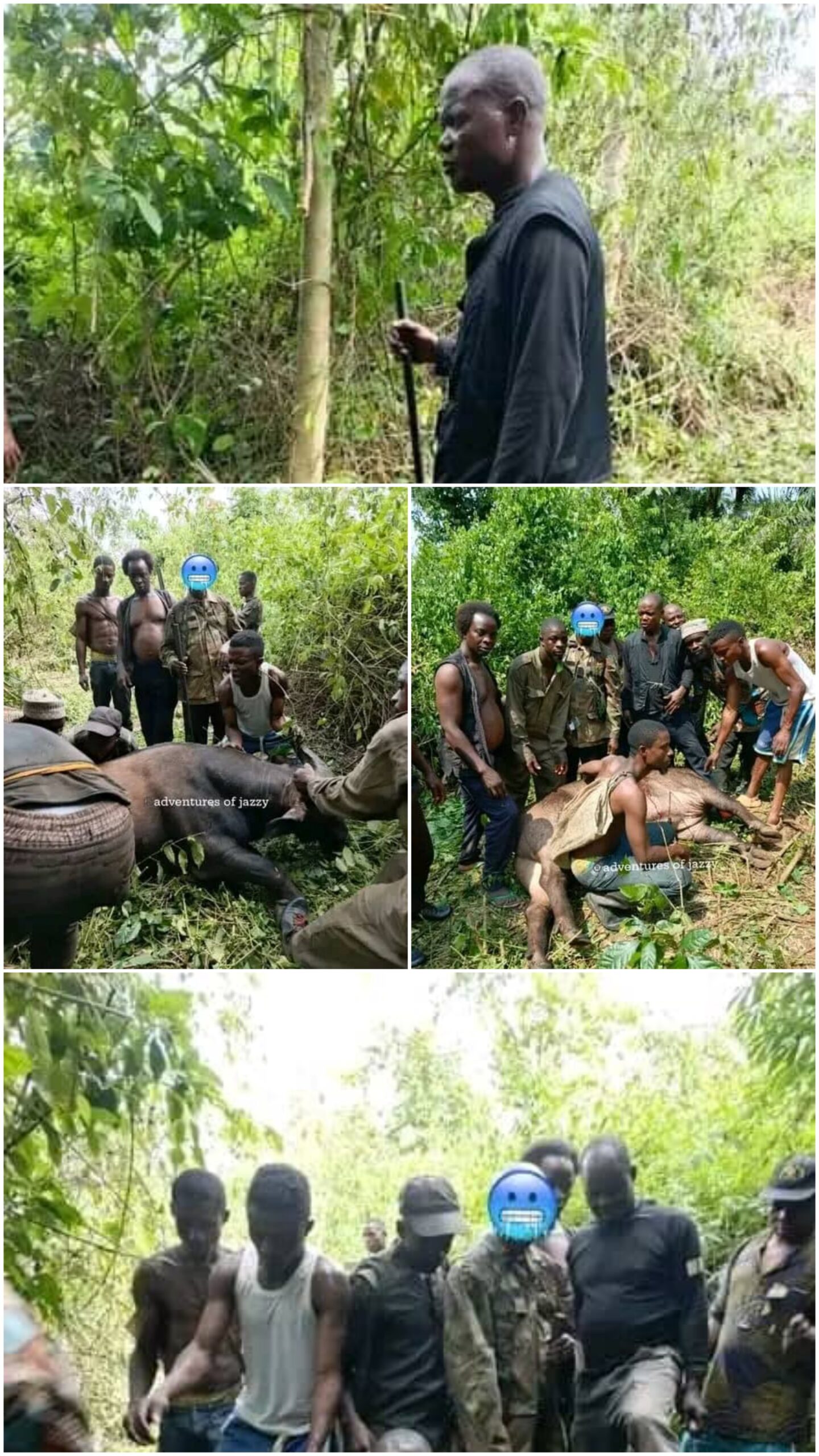 Yoruba hunters kill a gigantic Ògbò (African buffalo) during a hunting expedition in an Osun forest.